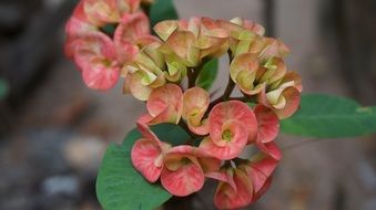 Eight Immortals Flowers