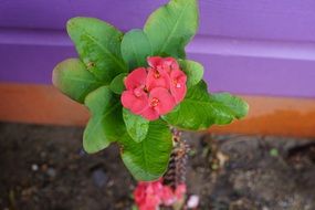 pink euphorbia milii
