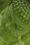 buddha head image on on green leaf, digital art