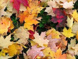colorful autumn foliage in the mennonite park
