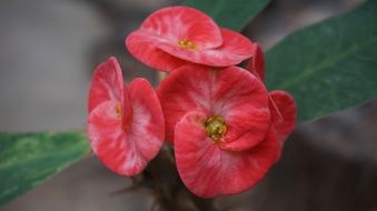 exotic red flowers in the garden