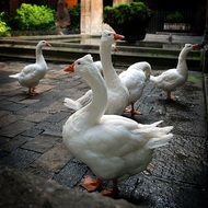 Geese in the patio of the church in Barcelona