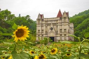 Field with sunflowers near the English church