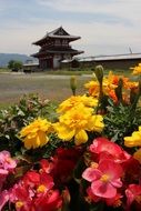 Japan Spring Flowers