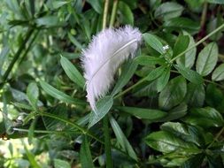 white feather on green leaves