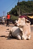 the cow is a sacred animal in India