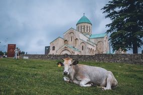 cow resting on the background of the Georgian Church of the Holy Trinity