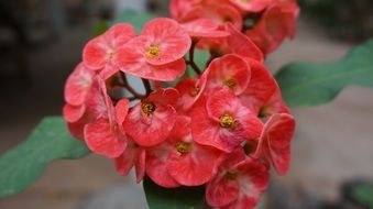 potted red exotic flowers