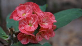 potted bright pink flowers