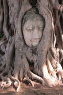 buddha among the roots of a big tree in thailand