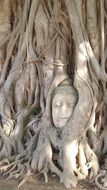 Ayuthaya Buddha and Tree