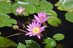 Lotus flower in the swamp