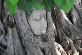 head of a buddha among the roots of a large tree in Ayutthaya