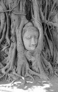 Wat Mahathat's Buddha Head Sits in Growing Tree Roots