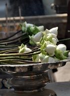 white lotuses near the buddha statue