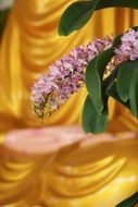 orchids in buddhism