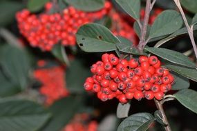 ripe Holly berries at Fall