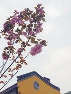 Cherry flowers near the beautiful temple