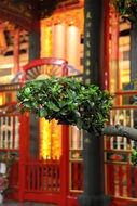 green tree near Buddhist temple, china, taiwan