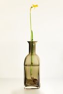 Picture of flower in a water