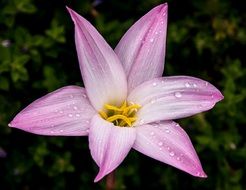 pink lily in the rain close up
