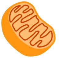 painted mitochondria as an illustration