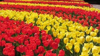 variety of tulips as colors of spring