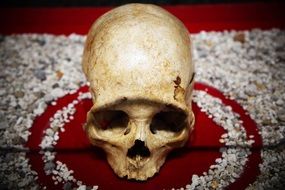 Skull