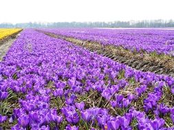 Crocus Bulbs Flowers