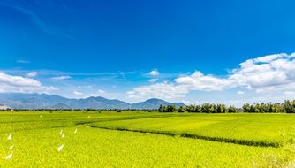 wide green field in the summer