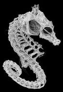 Skeleton of a seahorse on a black background