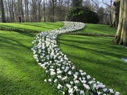 stripe of white Crocuses on green Grass at Spring