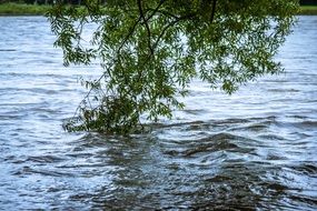 flood on the river rhine