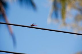 Dragonfly on Power Line