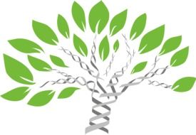 Gene Tree drawing