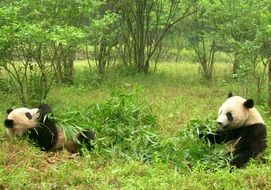 two pandas eat bamboo in a green wildlife park in China