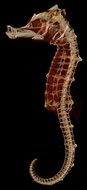 seahorse skeleton