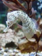 profile portrait of a seahorse