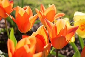 Orange Spring Tulips