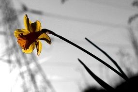Picture of Daffodil Flower