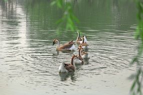 Mu Star Lake and duck