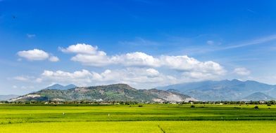 endless rice fields at the foot of the mountains