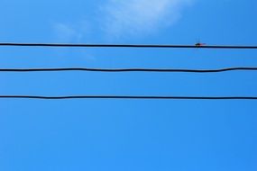 dragonfly on power lines against a clear blue sky