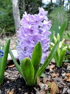 hyacinth on the ground in the garden