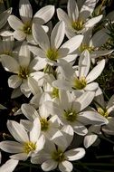 white rain lilies