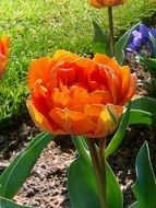 orange tulip in the flowerbed
