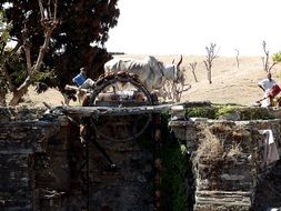 People and animals,India