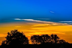 black bushes on a background of yellow-blue sky