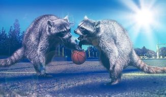 picture of raccoons with a basketball