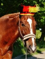 horse in the stadium on a sunny day
